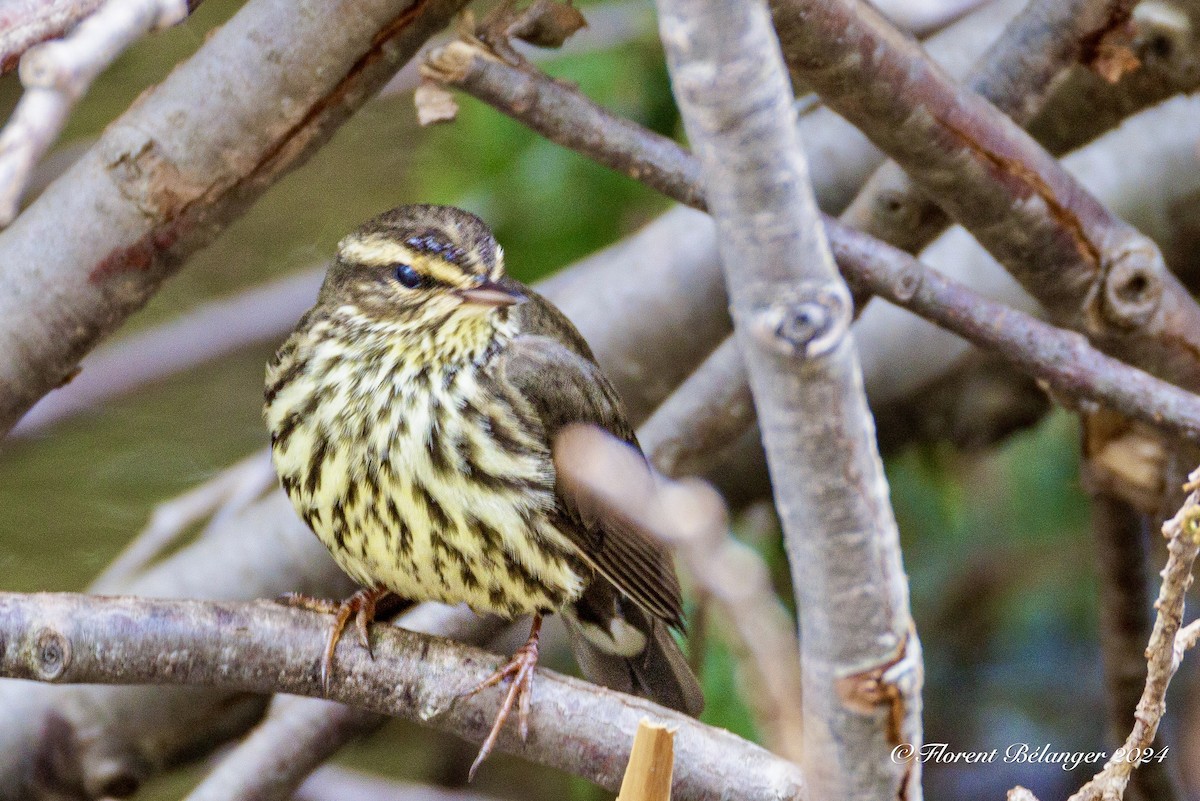 Northern Waterthrush - Florent Bélanger