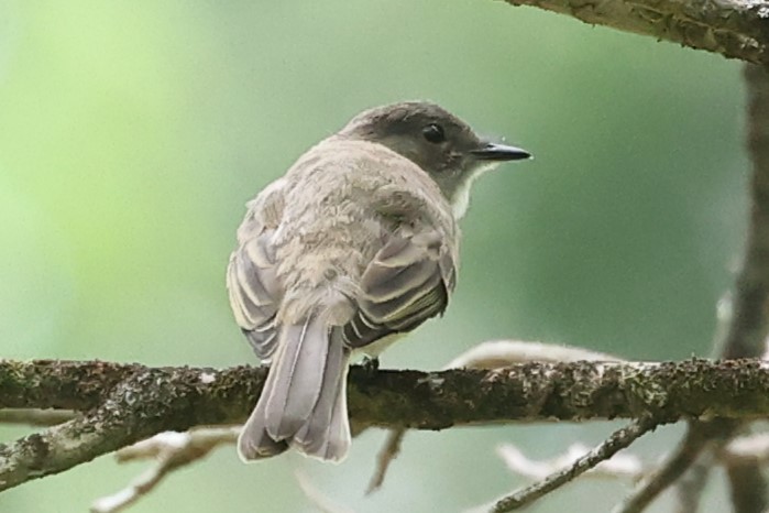 Eastern Phoebe - Connie yarbrough