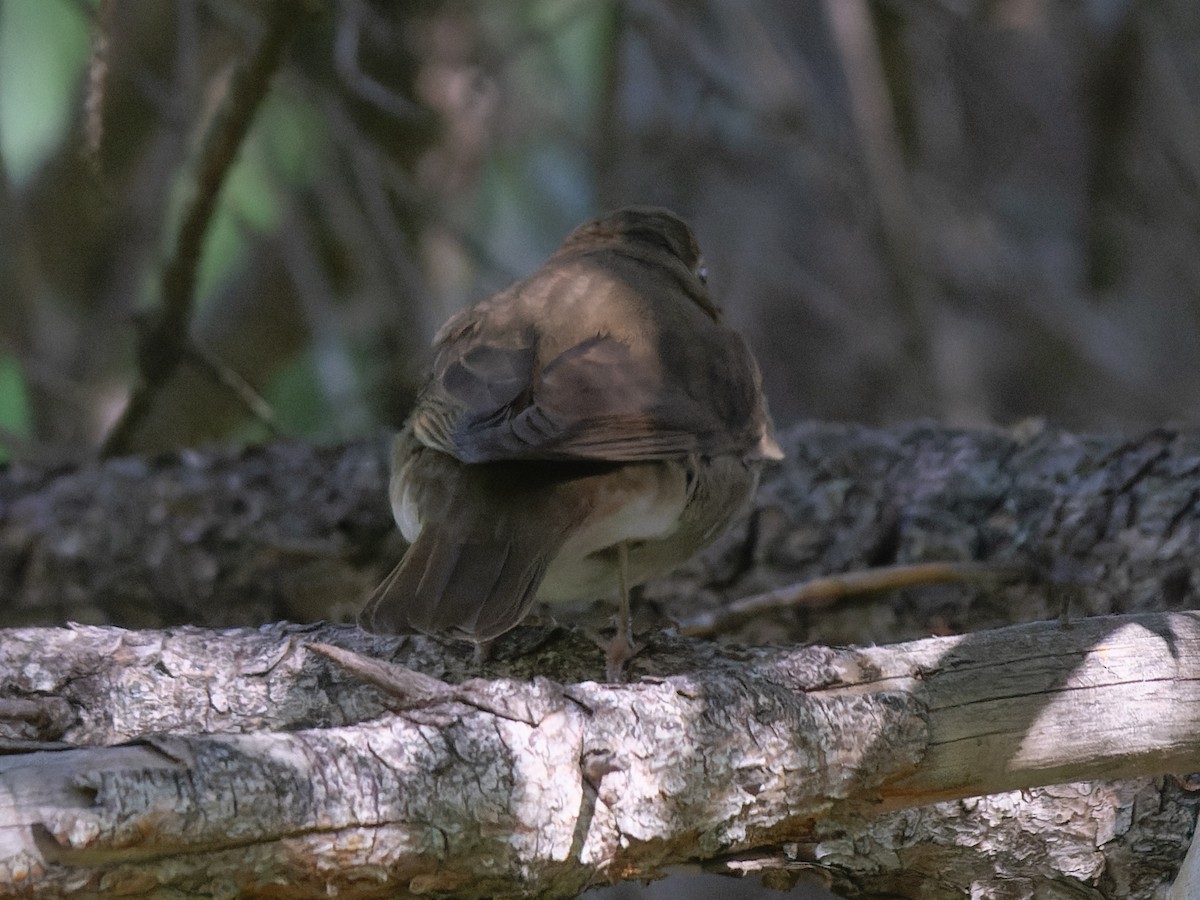 Swainson's Thrush - ML619629956