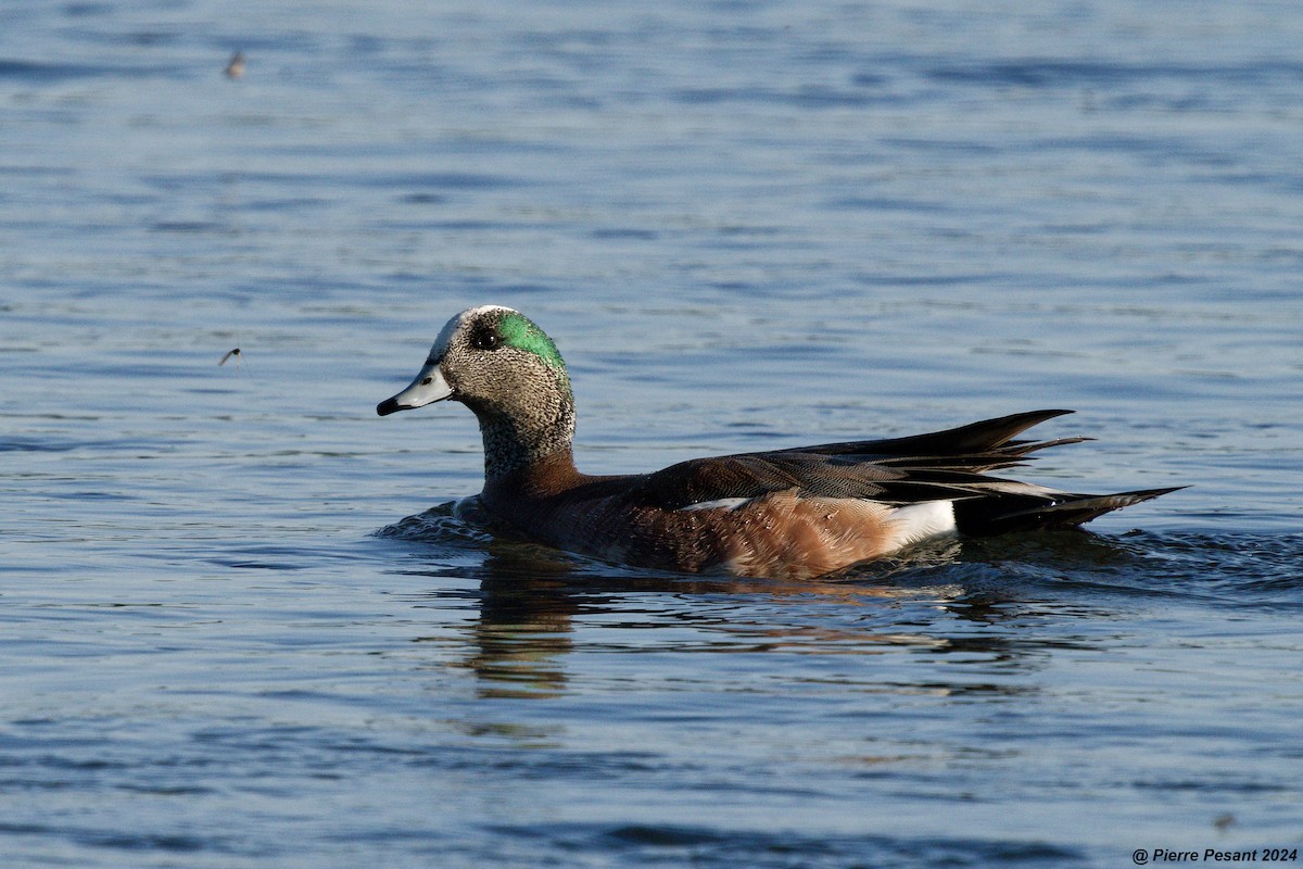 American Wigeon - ML619629959