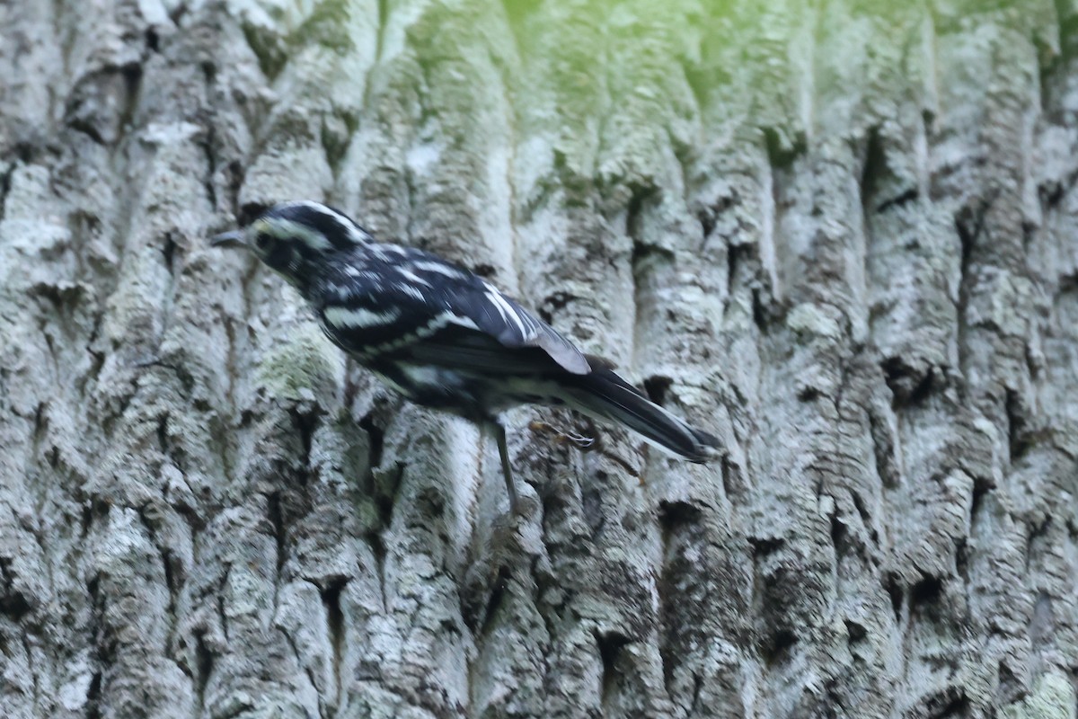 Black-and-white Warbler - Connie yarbrough