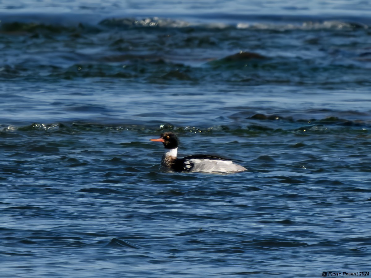 Red-breasted Merganser - Pierre Pesant