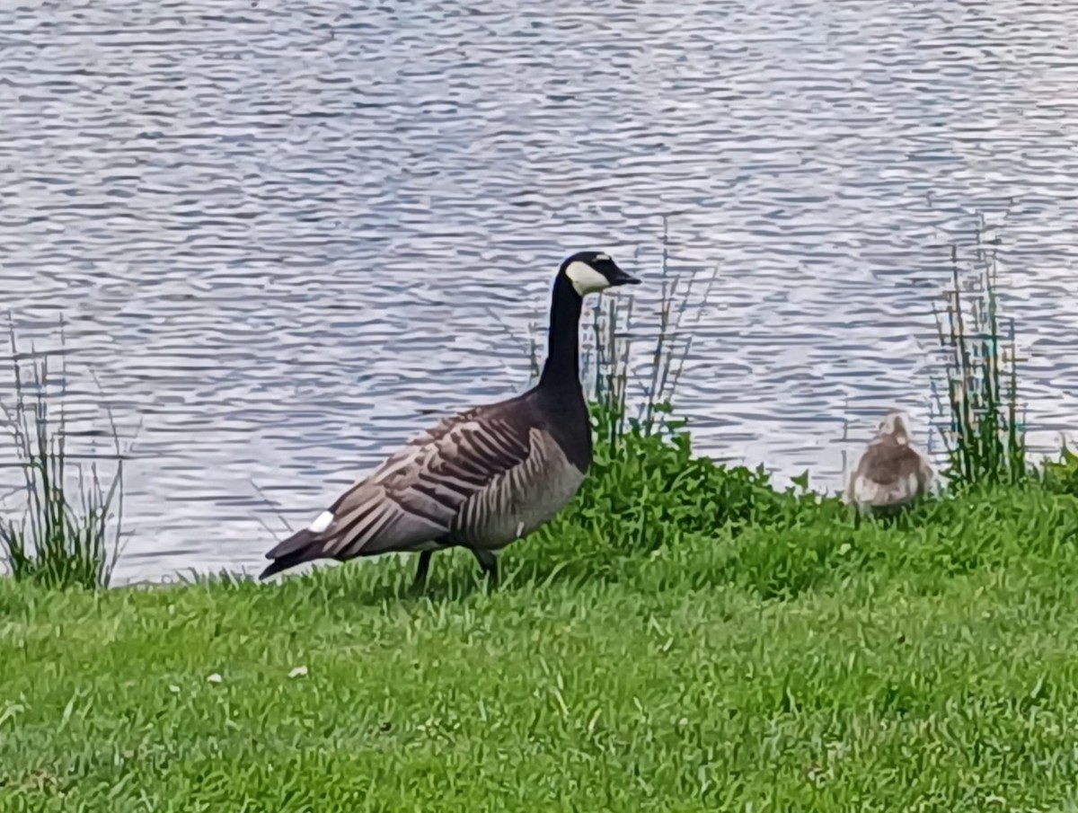 Barnacle x Canada Goose (hybrid) - ML619629976