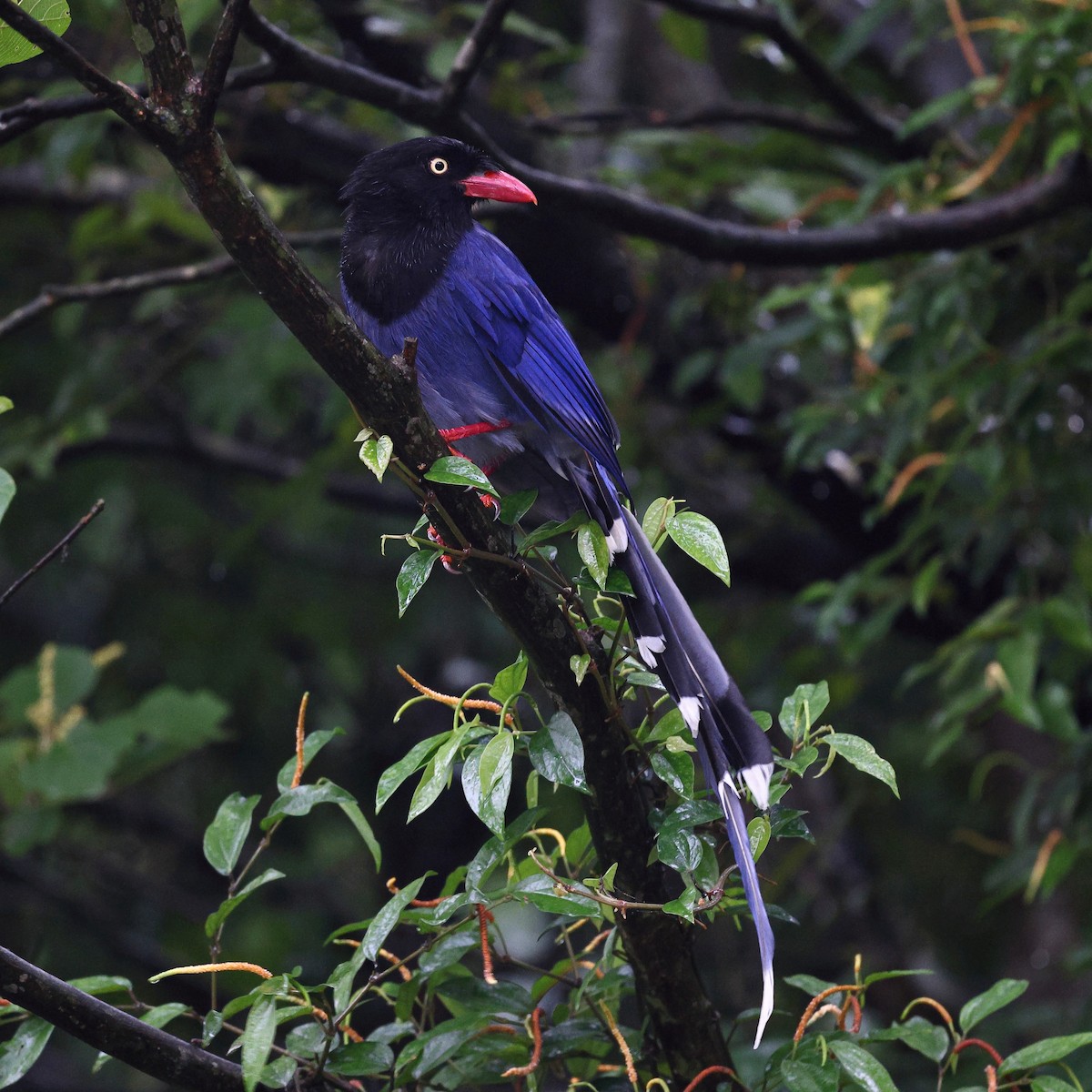 Taiwan Blue-Magpie - Sam Zhang