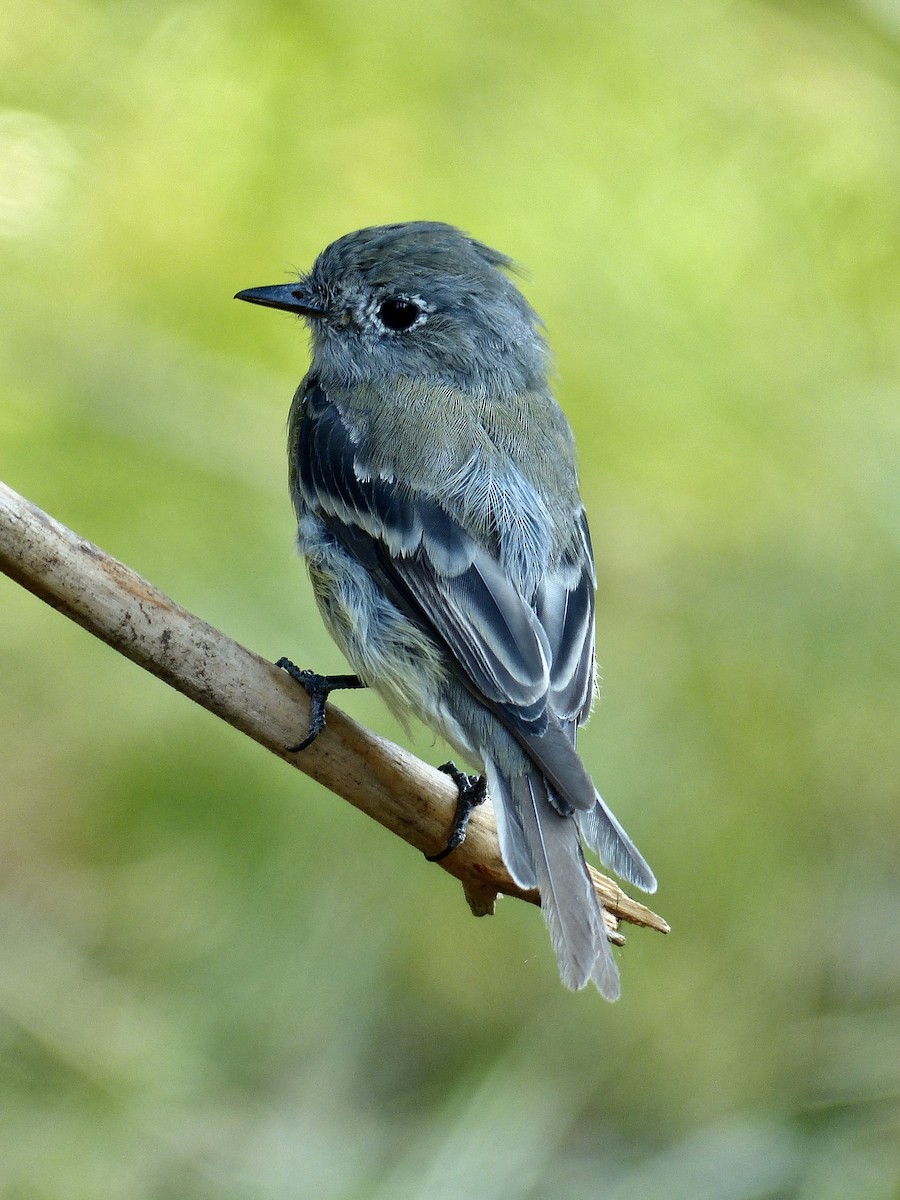 Hammond's Flycatcher - mark lundgren