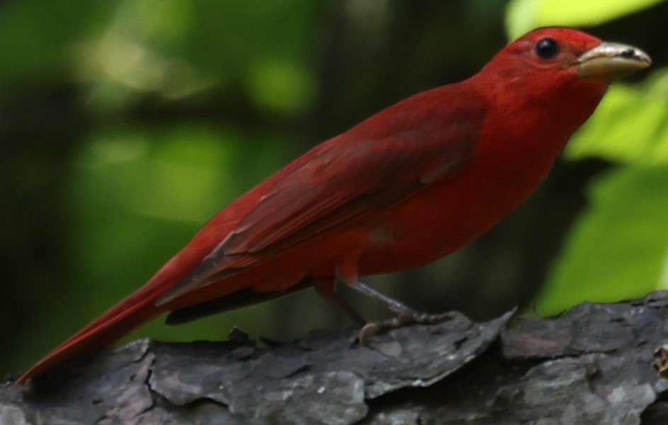 Summer Tanager - Connie yarbrough