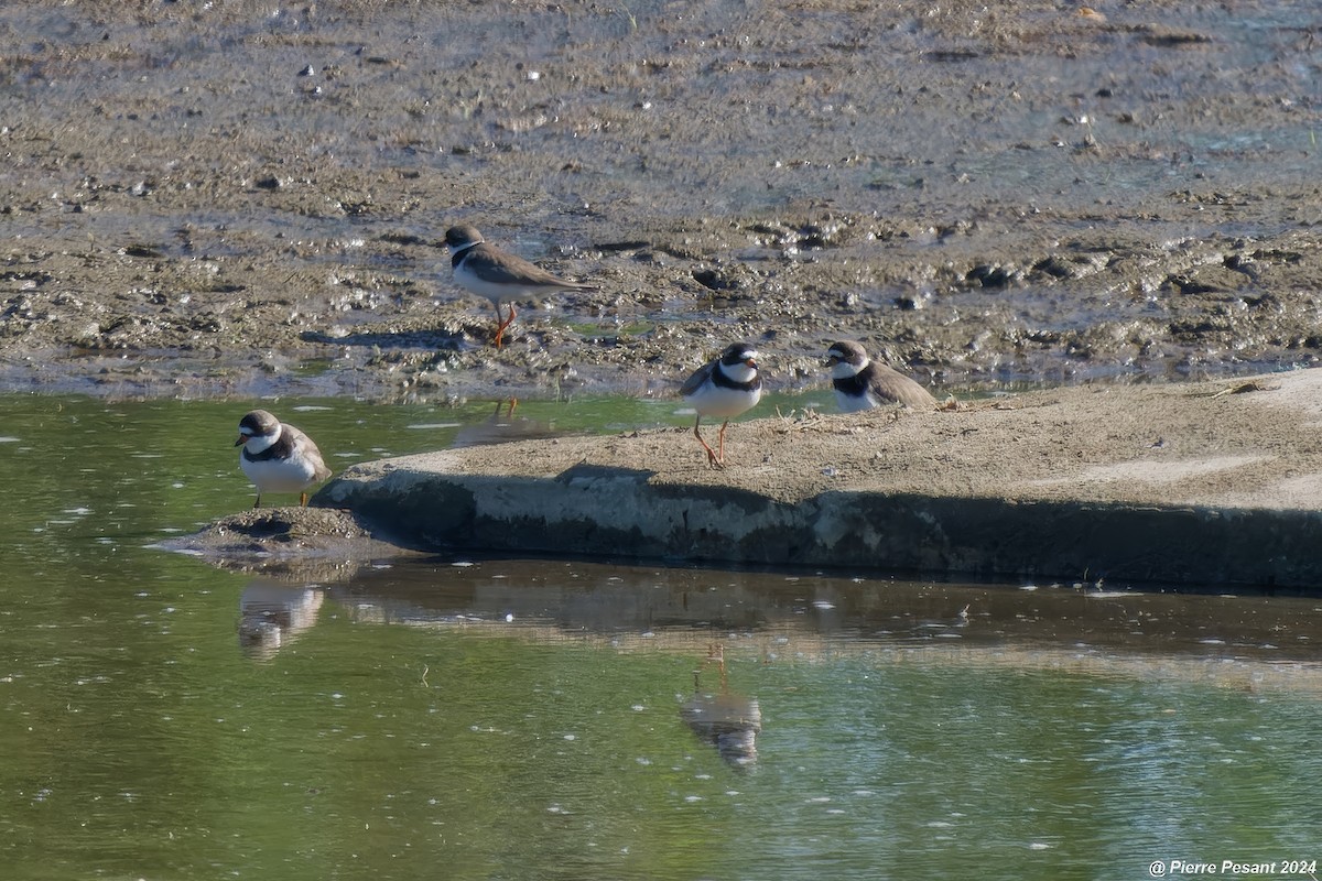 Semipalmated Plover - Pierre Pesant