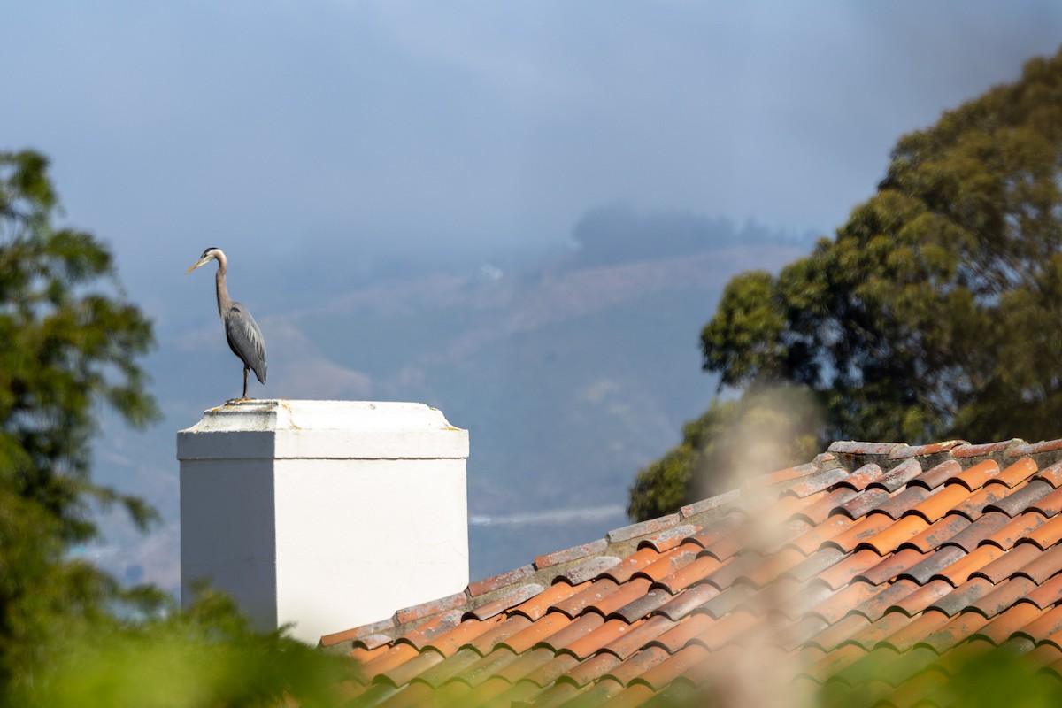 Great Blue Heron - Anna Klafter