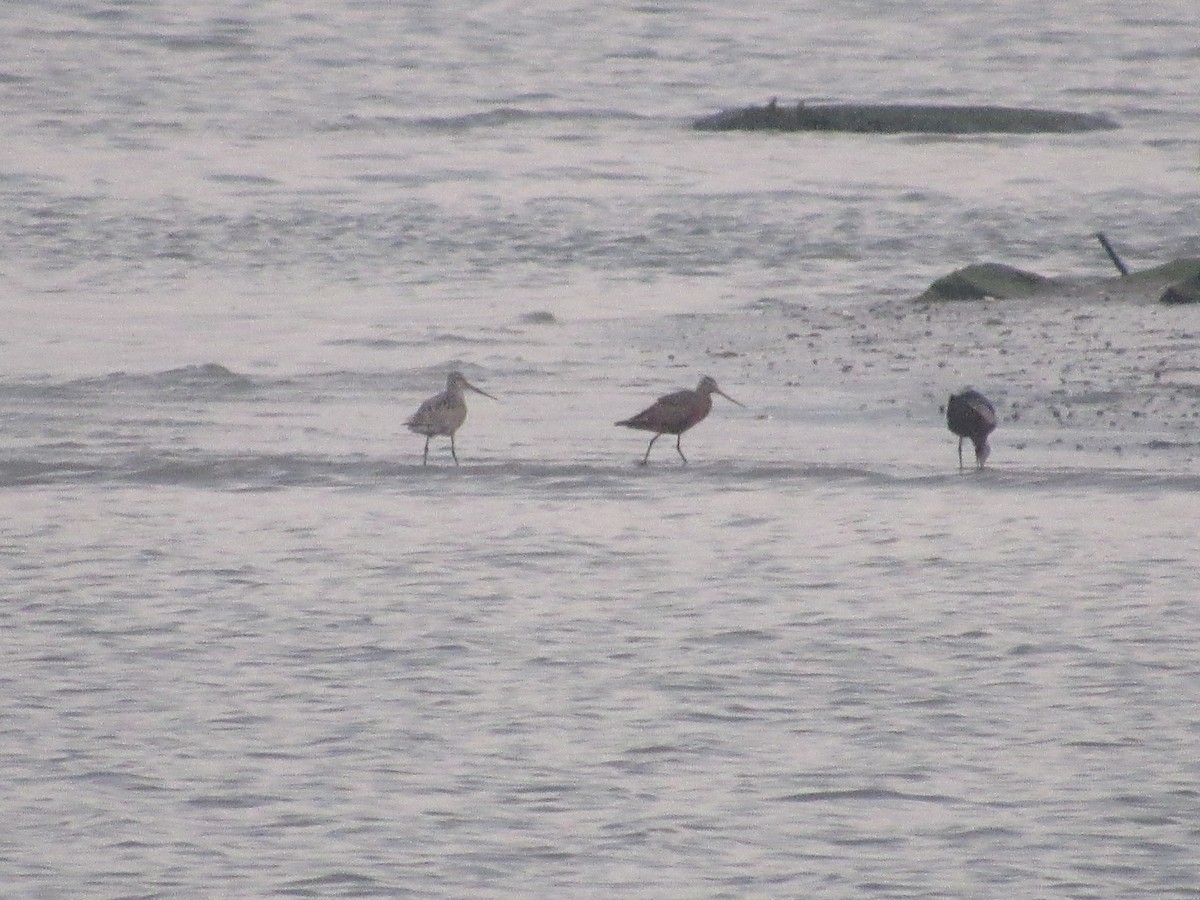 Hudsonian Godwit - John Coyle