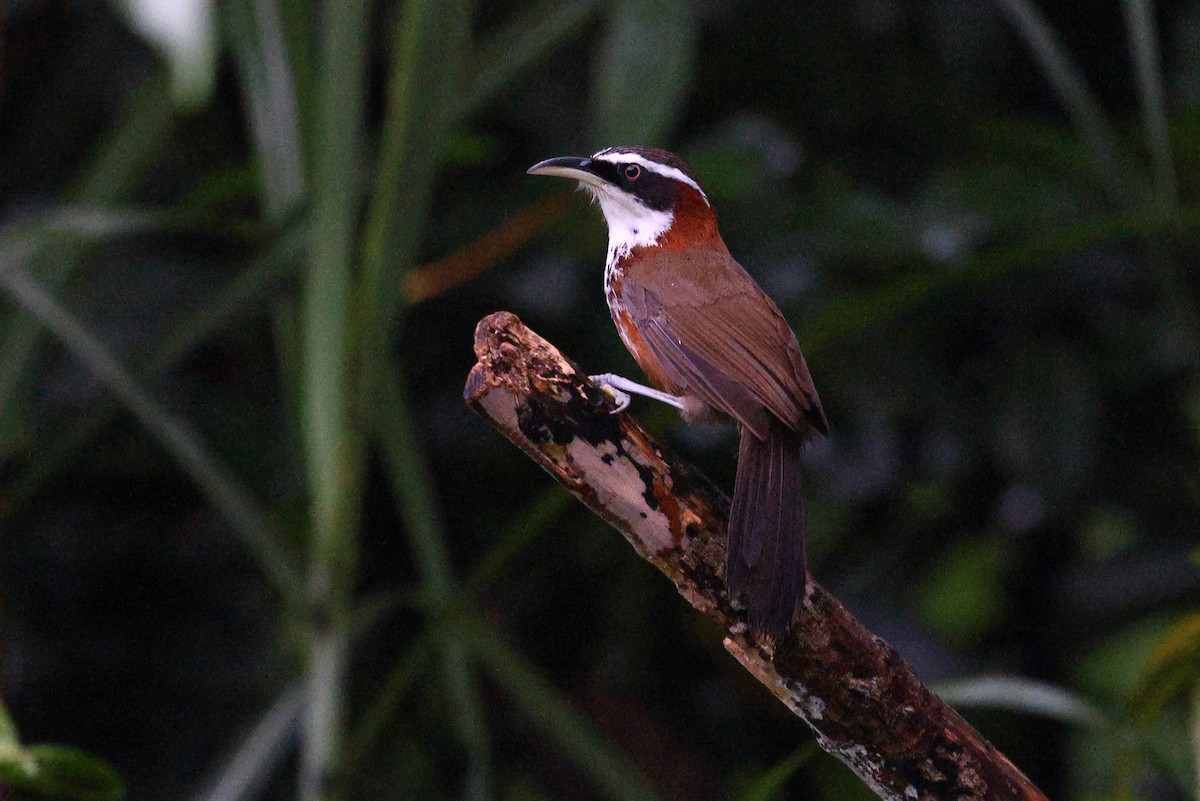 Taiwan Scimitar-Babbler - ML619629994