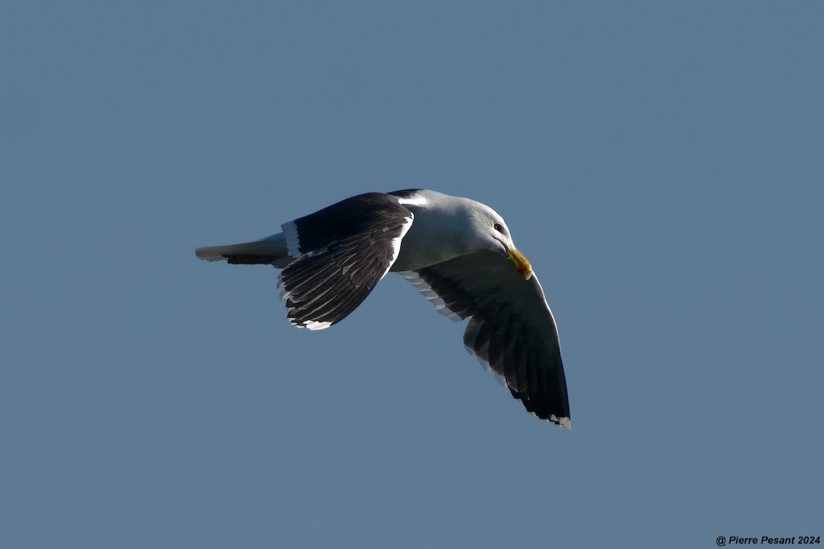 Great Black-backed Gull - Pierre Pesant