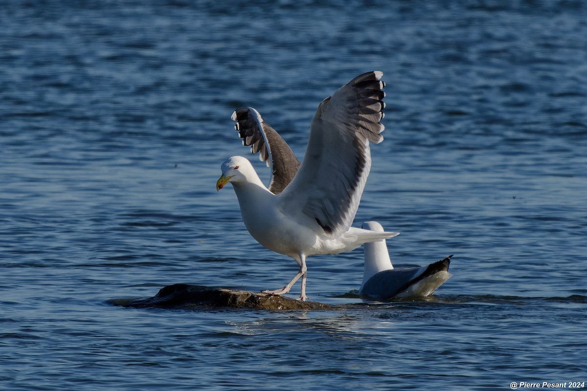 Great Black-backed Gull - Pierre Pesant