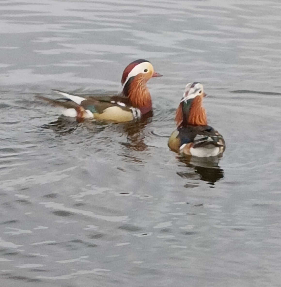 Mandarin Duck - Ian Barber