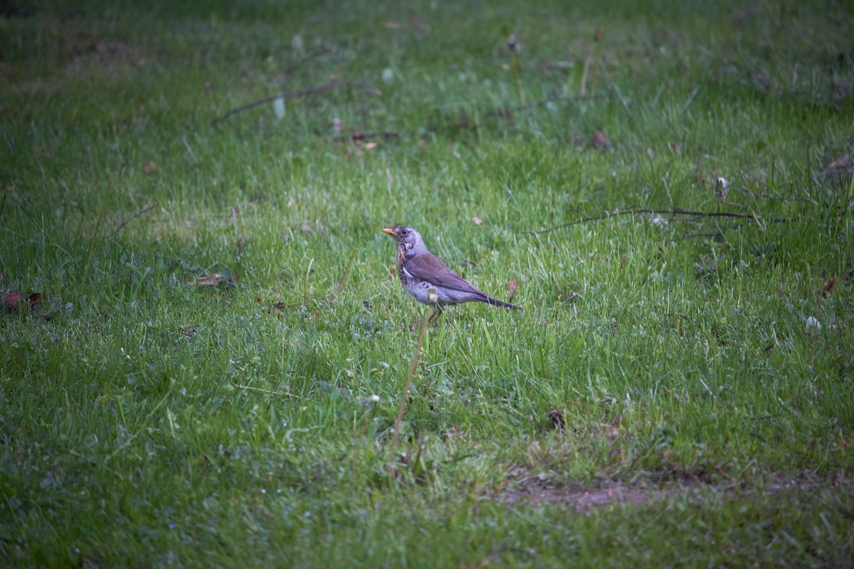 Fieldfare - Marcin Filinger