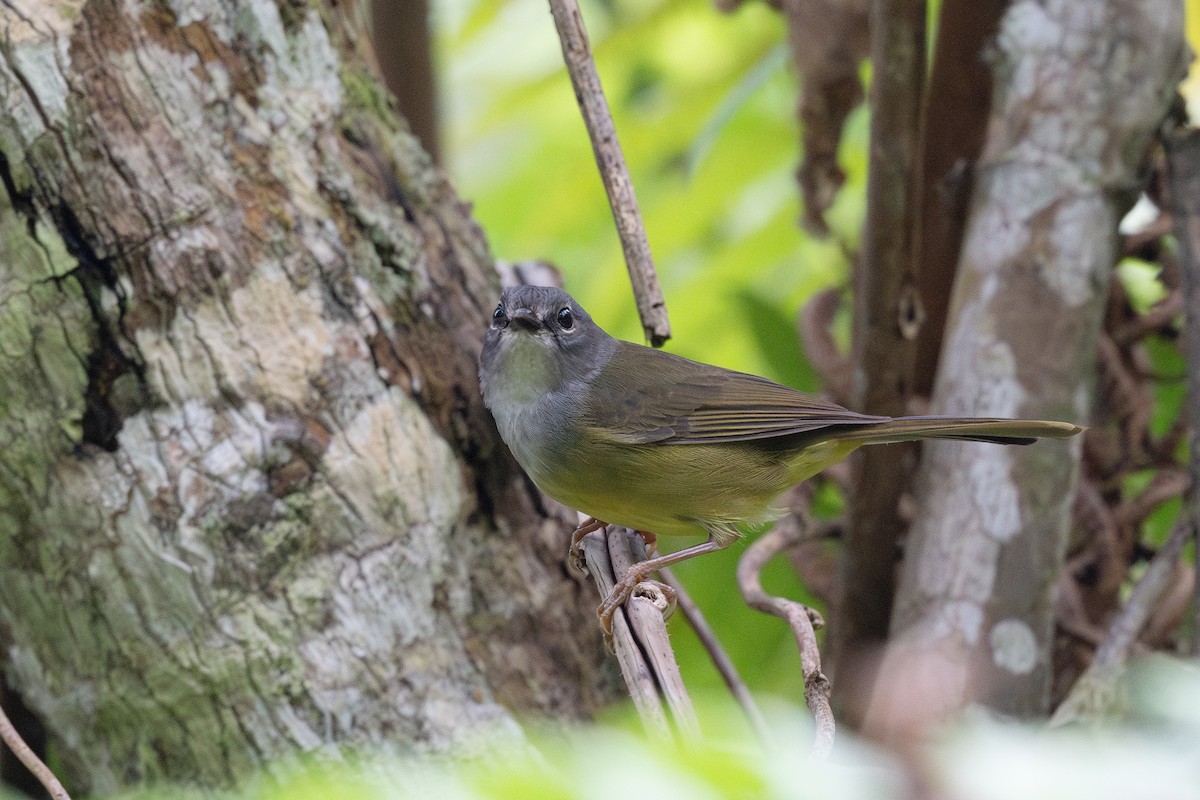 Gray-throated Warbler - Steve Heinl