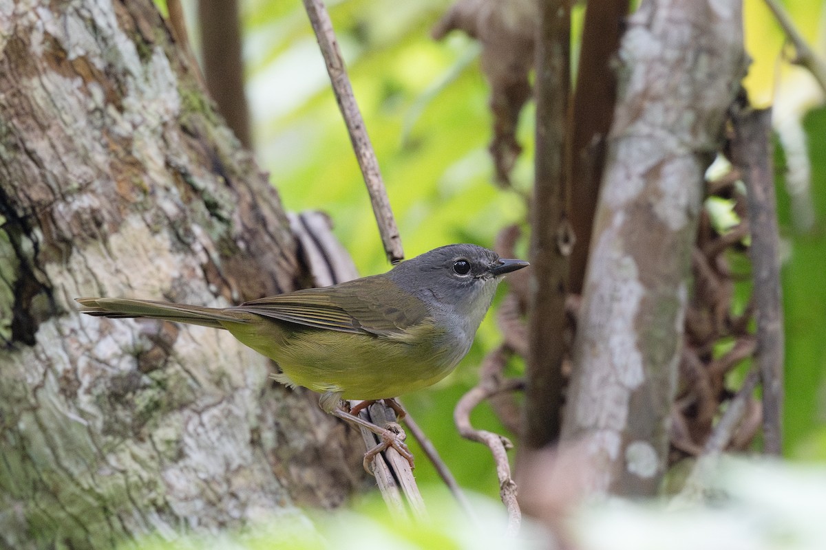 Gray-throated Warbler - Steve Heinl