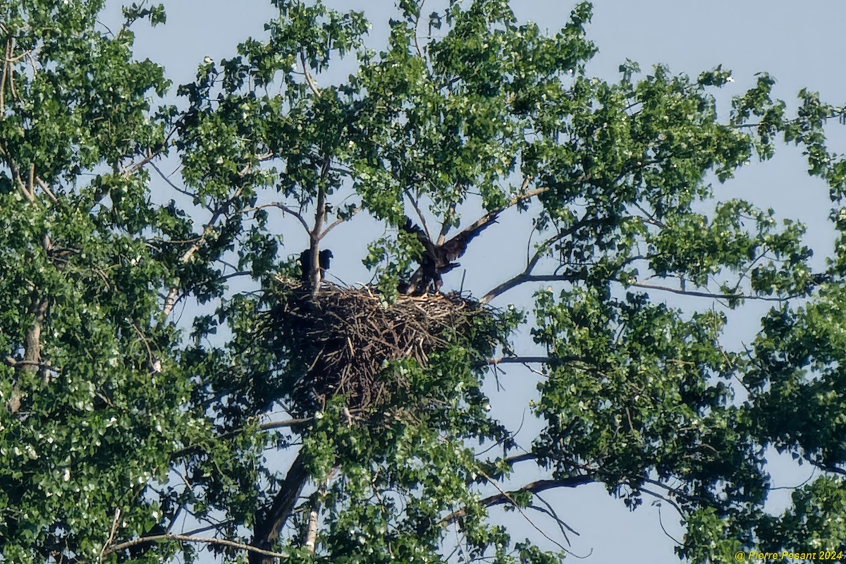 Bald Eagle - Pierre Pesant