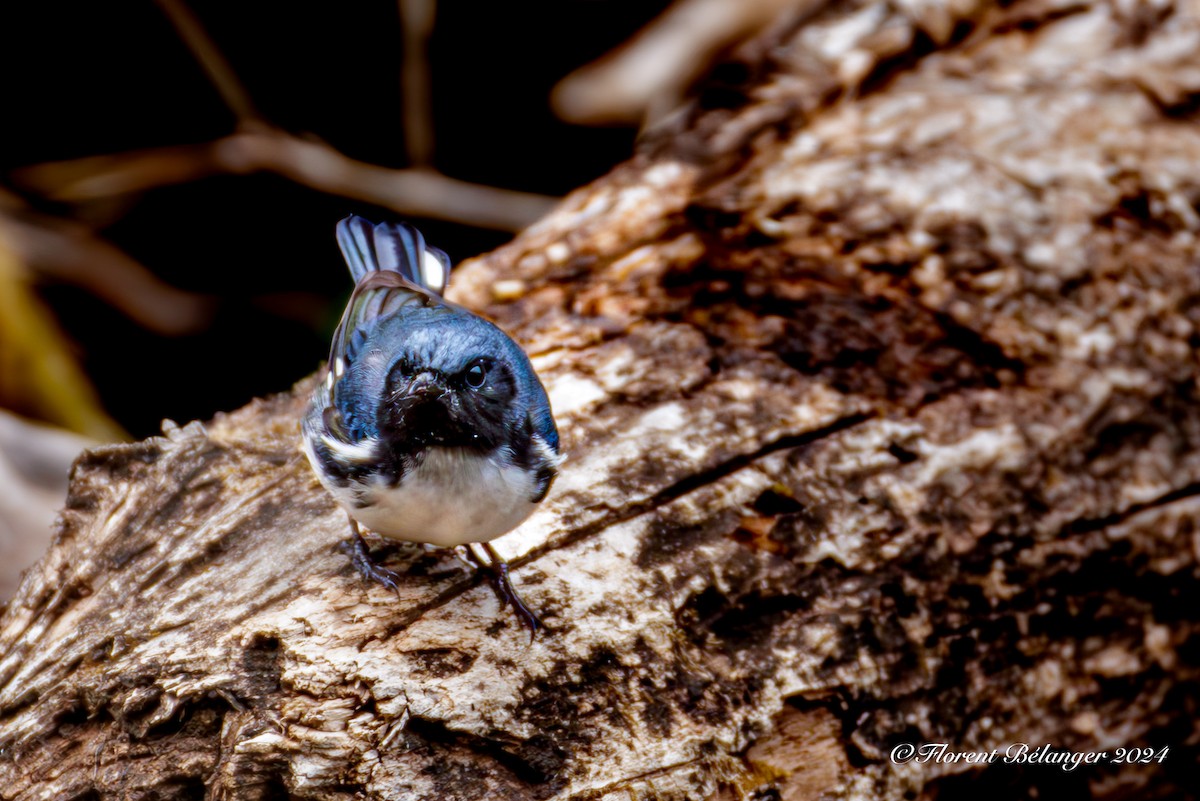 Black-throated Blue Warbler - Florent Bélanger