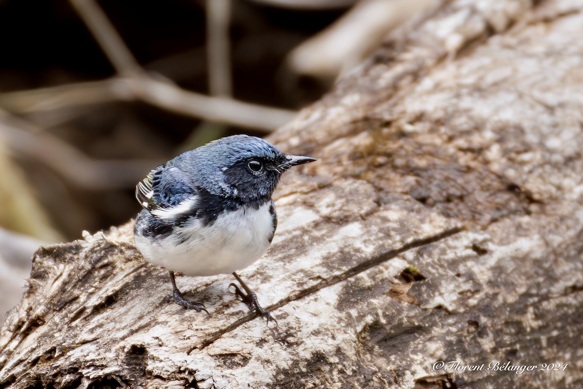 Black-throated Blue Warbler - Florent Bélanger