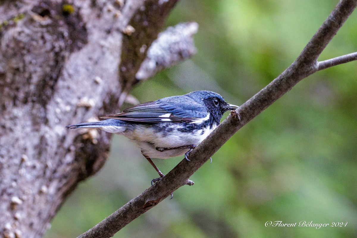 Black-throated Blue Warbler - Florent Bélanger