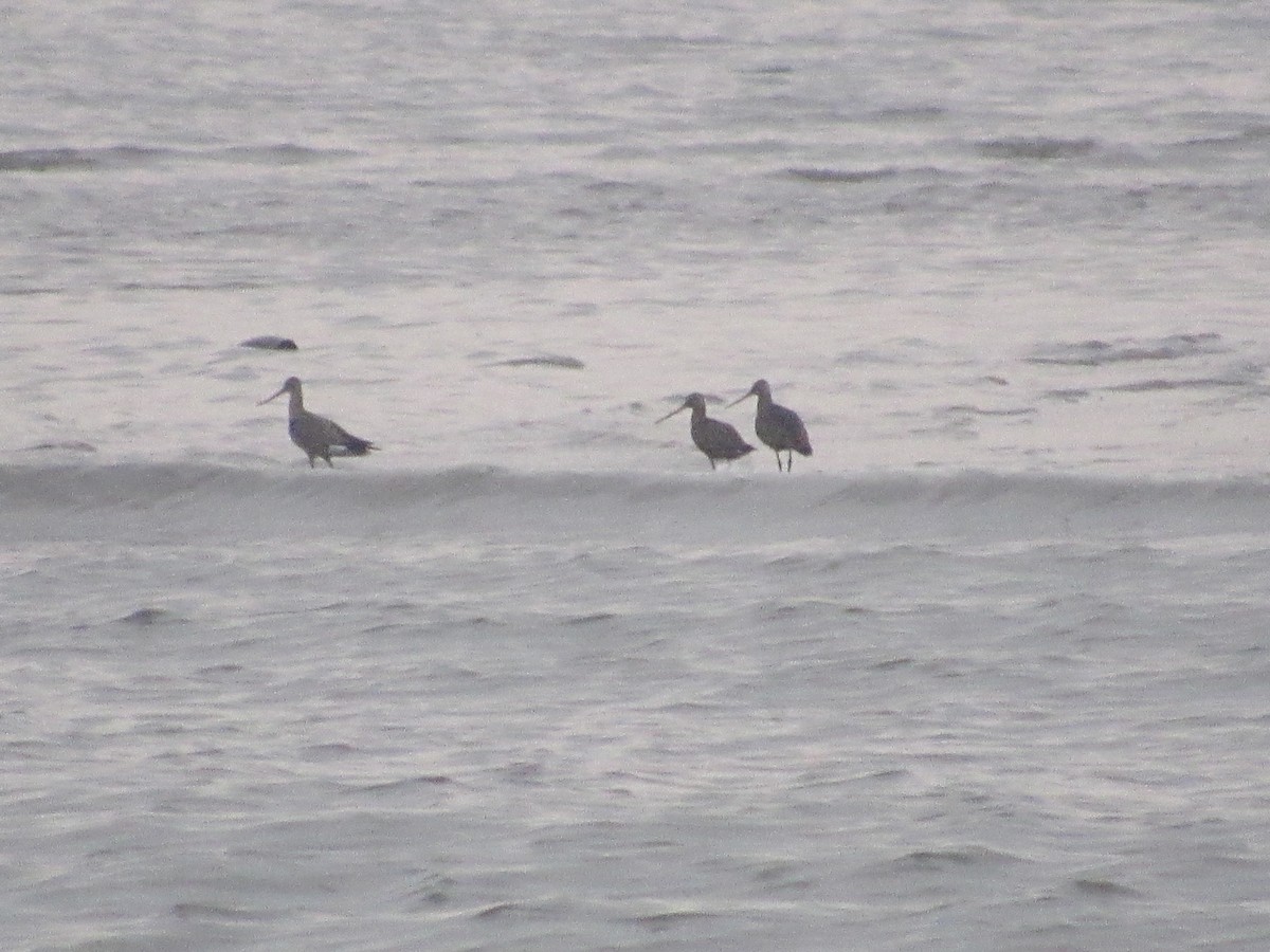 Hudsonian Godwit - ML619630020