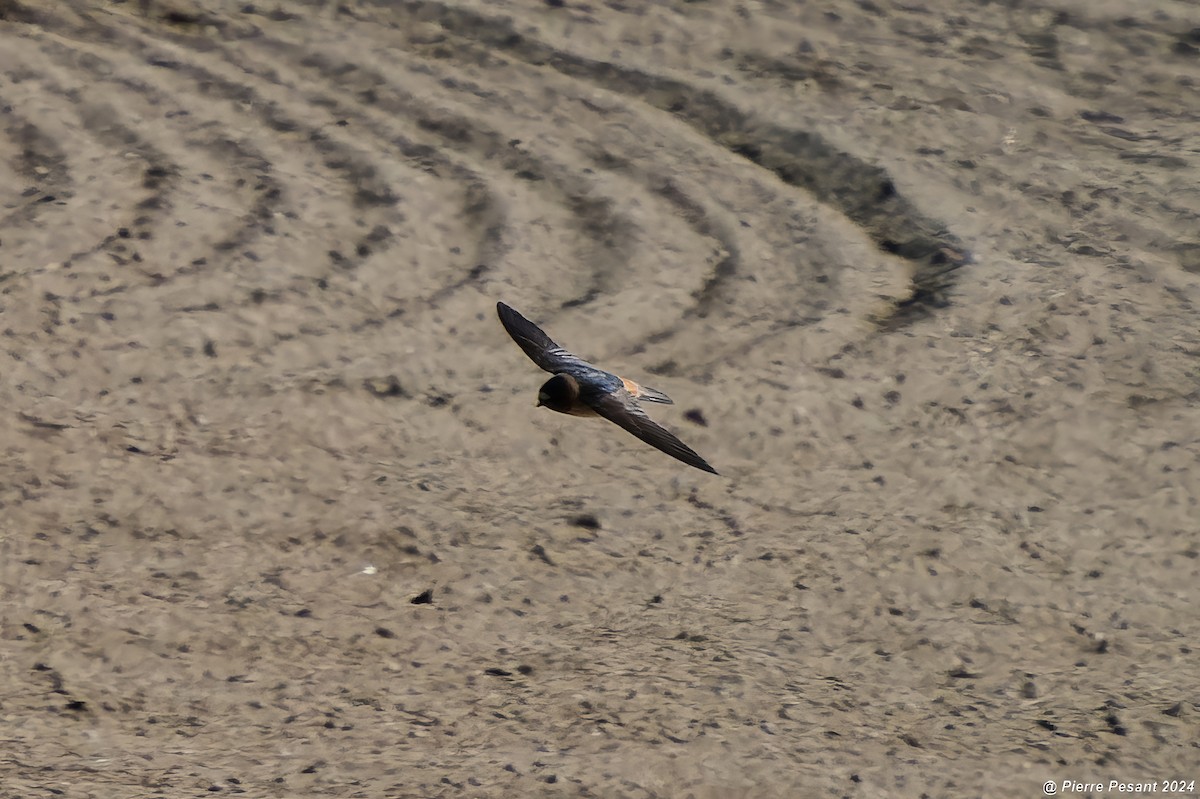 Cliff Swallow - Pierre Pesant