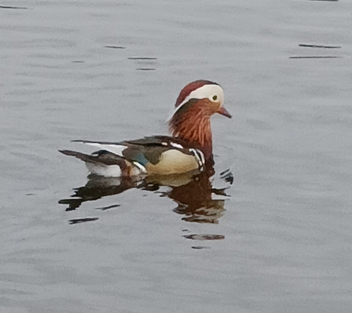 Mandarin Duck - Ian Barber