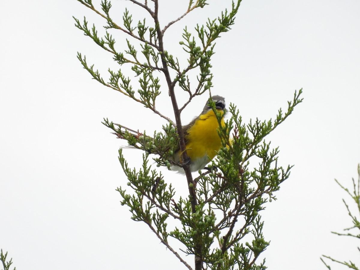 Yellow-breasted Chat - Fannie Courtier