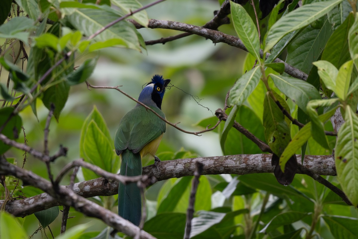 Green Jay (Inca) - Steve Heinl