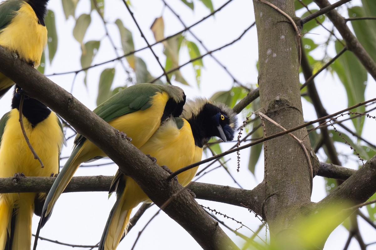 Green Jay (Inca) - Steve Heinl