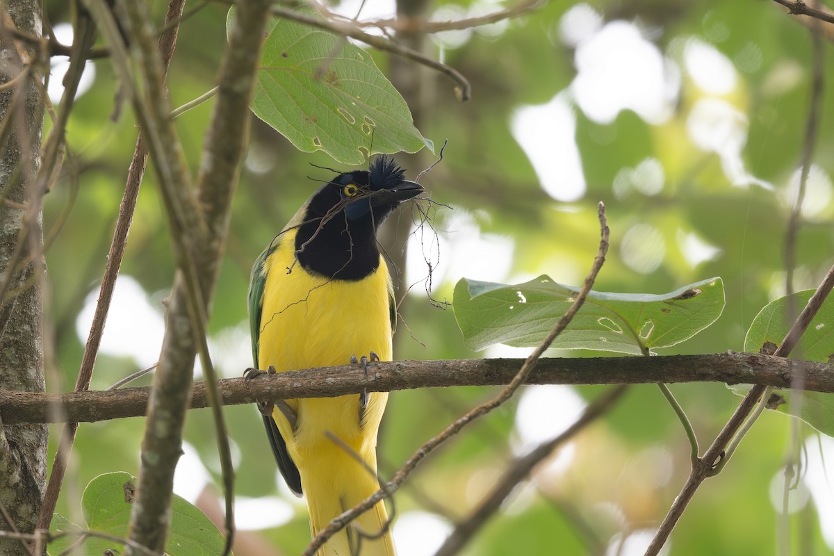 Green Jay (Inca) - Steve Heinl