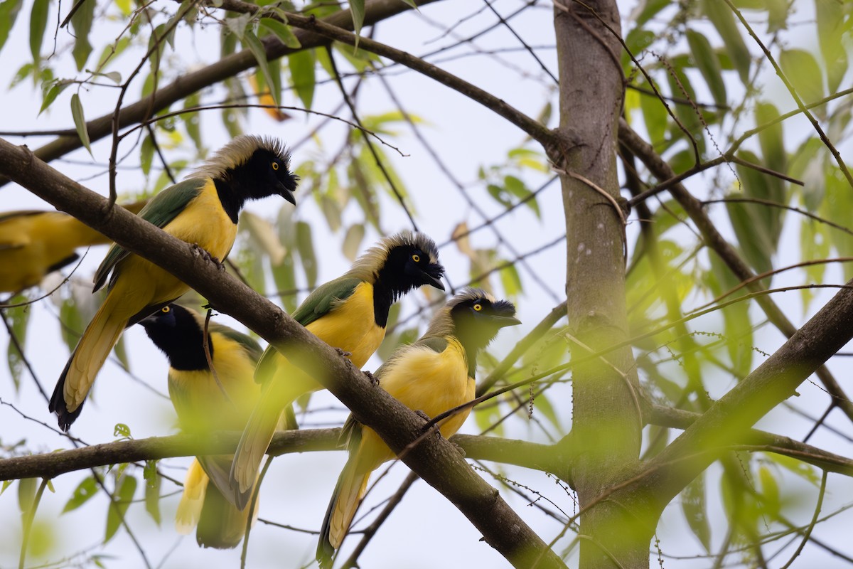 Green Jay (Inca) - Steve Heinl