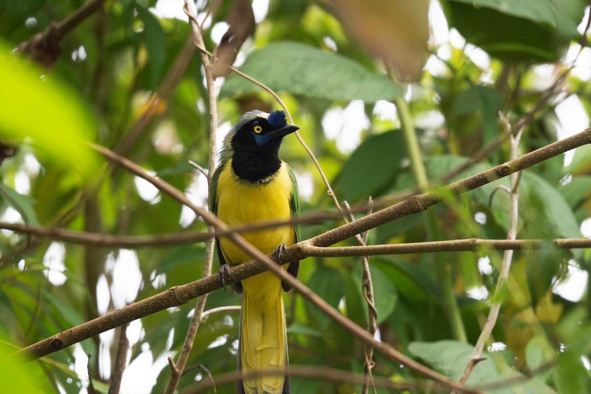 Green Jay (Inca) - Steve Heinl