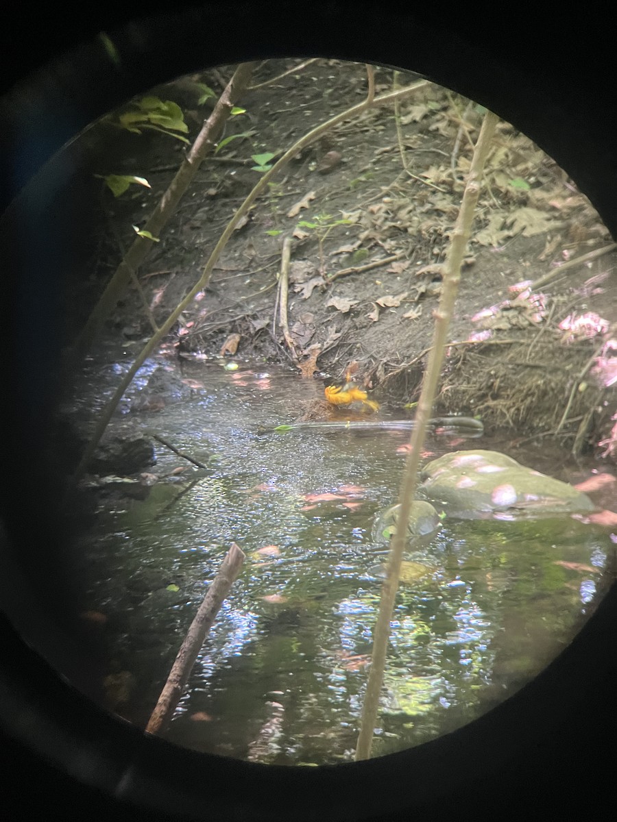 Baltimore Oriole - Isabel Dever