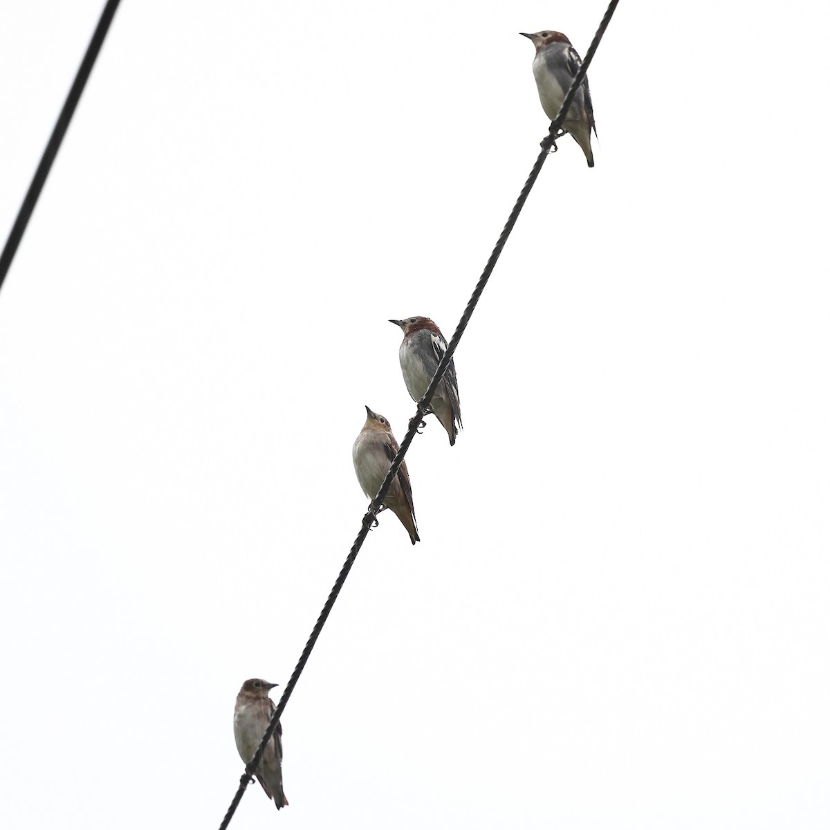 Chestnut-cheeked Starling - Sam Zhang