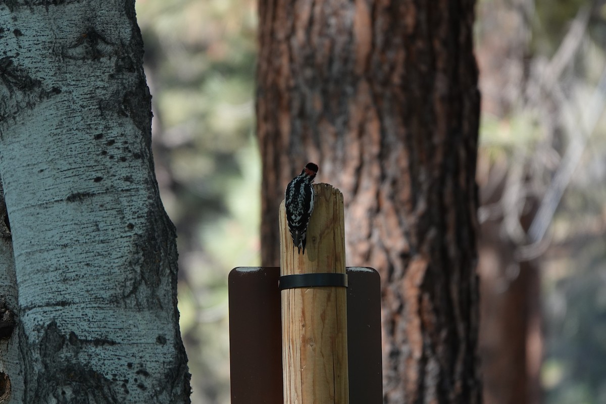 Red-naped Sapsucker - Elizabeth Collins