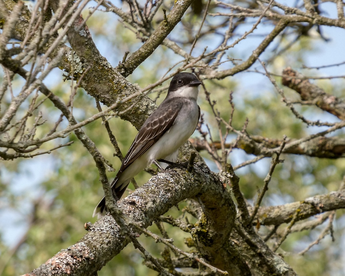 Eastern Kingbird - Kathy L. Mock