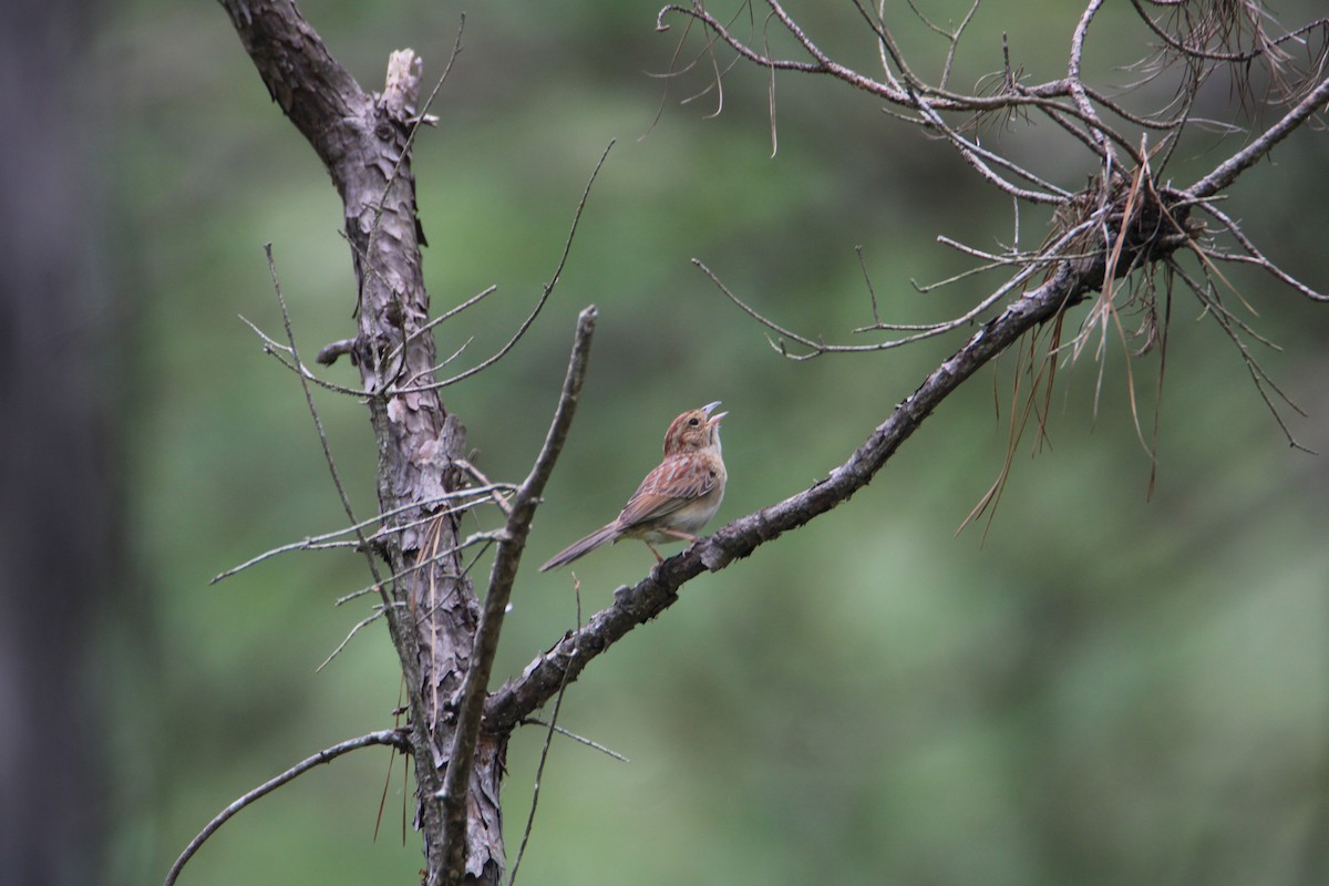 Bachman's Sparrow - Ryan Giordanelli