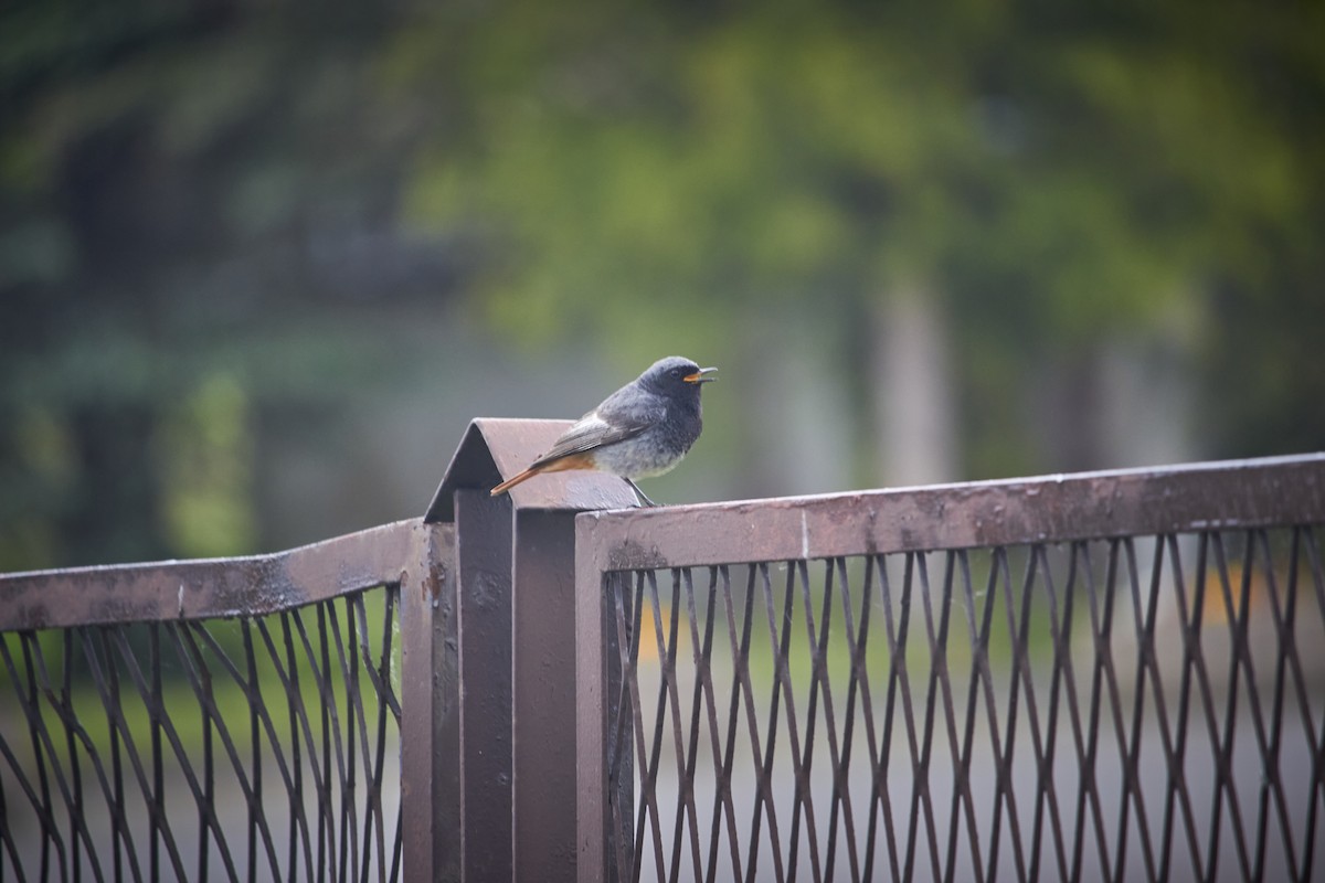 Common Redstart - Marcin Filinger