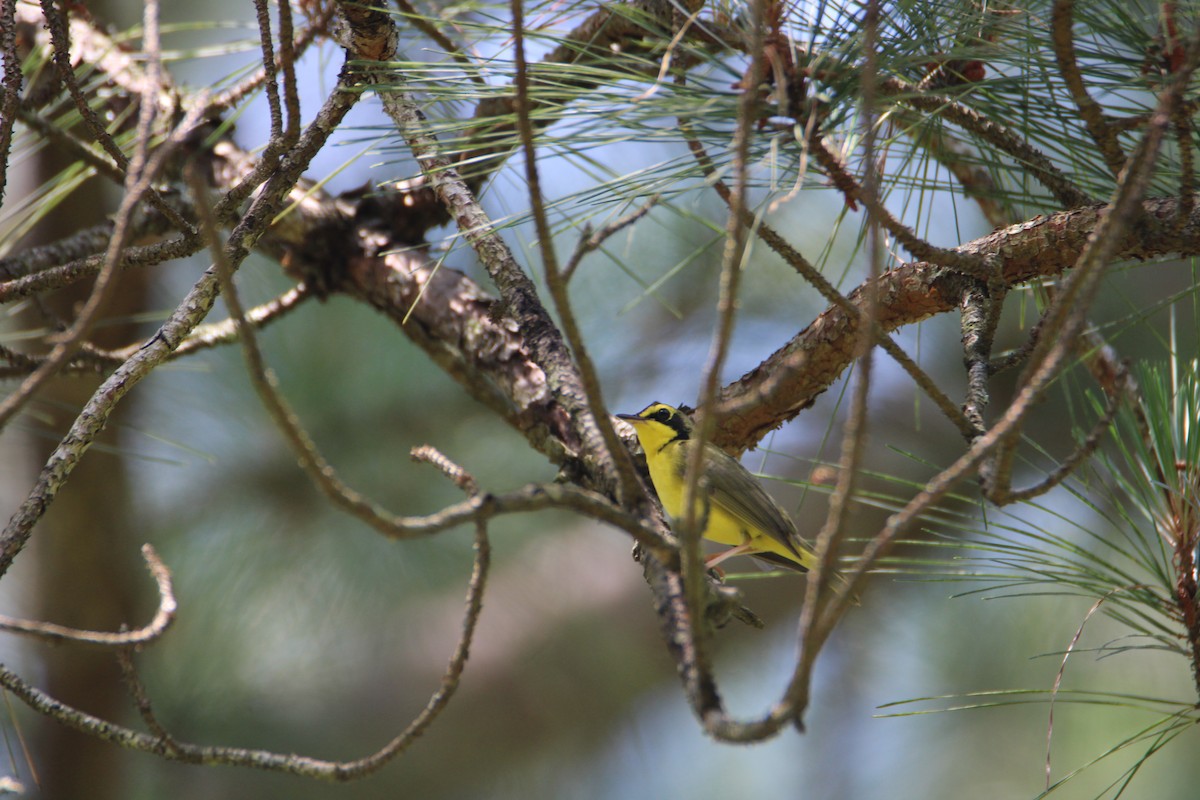 Kentucky Warbler - ML619630064