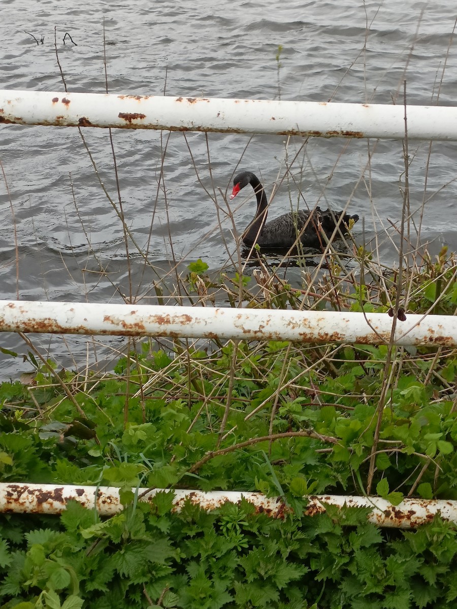 Black Swan - Ian Barber