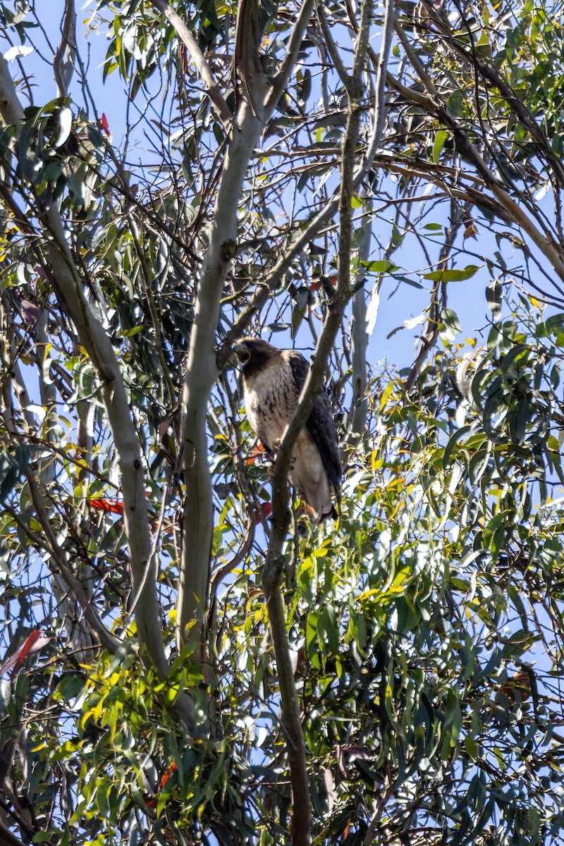 Red-tailed Hawk - ML619630071