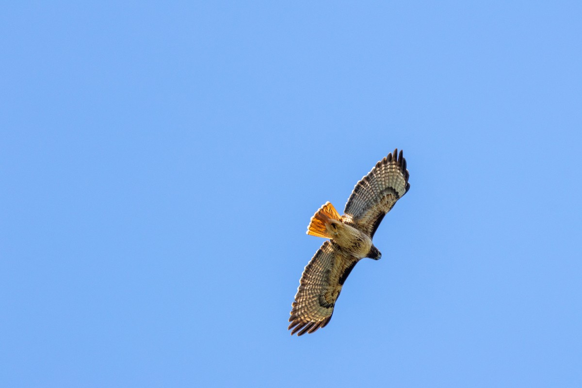 Red-tailed Hawk - Anna Klafter