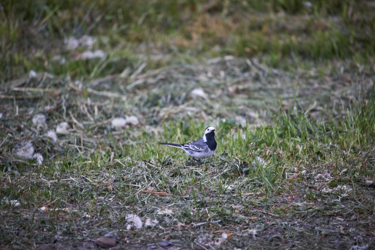 White Wagtail - Marcin Filinger