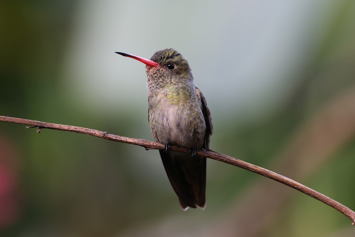 Gilded Hummingbird - Hubert Stelmach