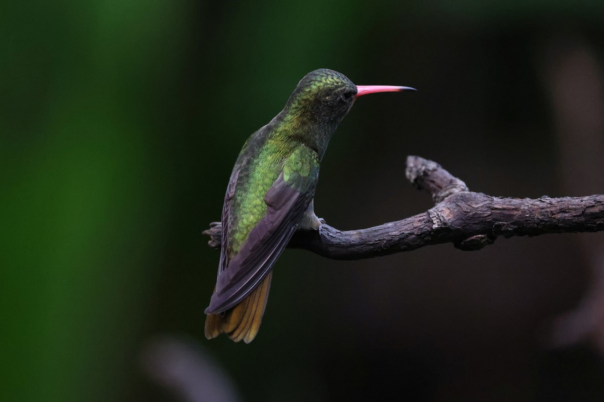 Gilded Hummingbird - Hubert Stelmach