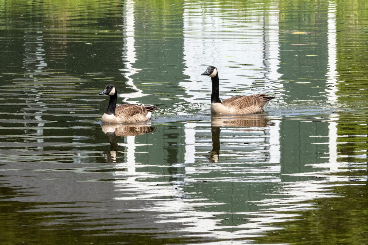 Canada Goose - ML619630085