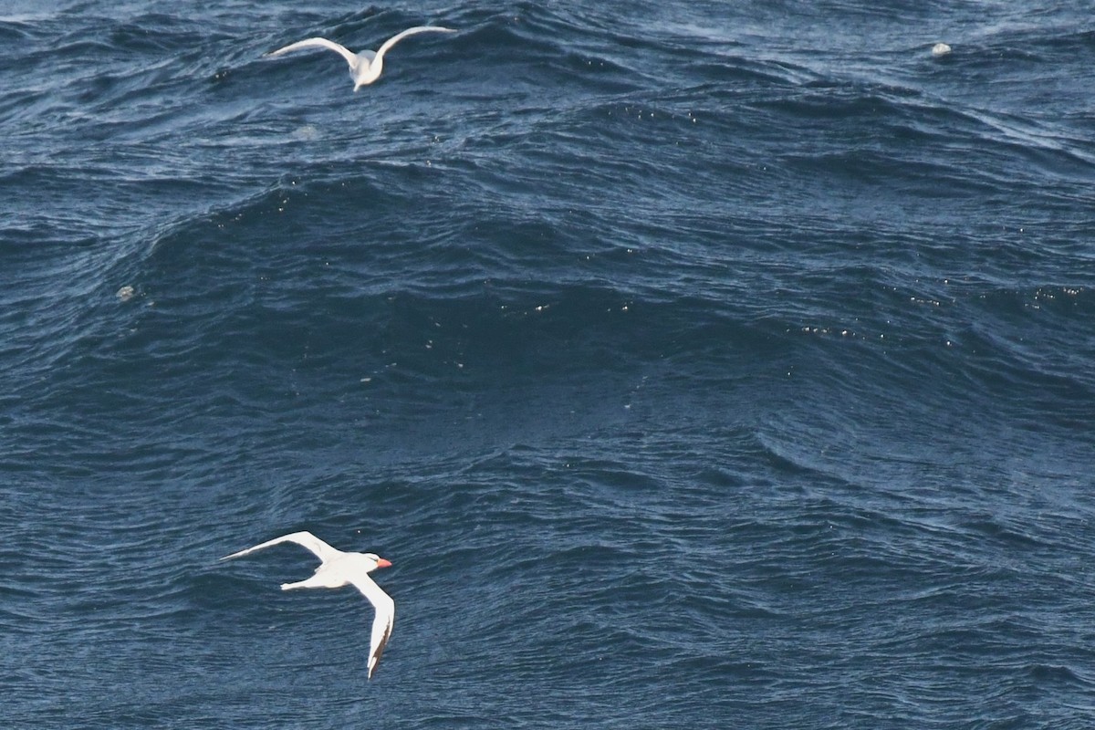 Red-billed Tropicbird - Bill Eisele