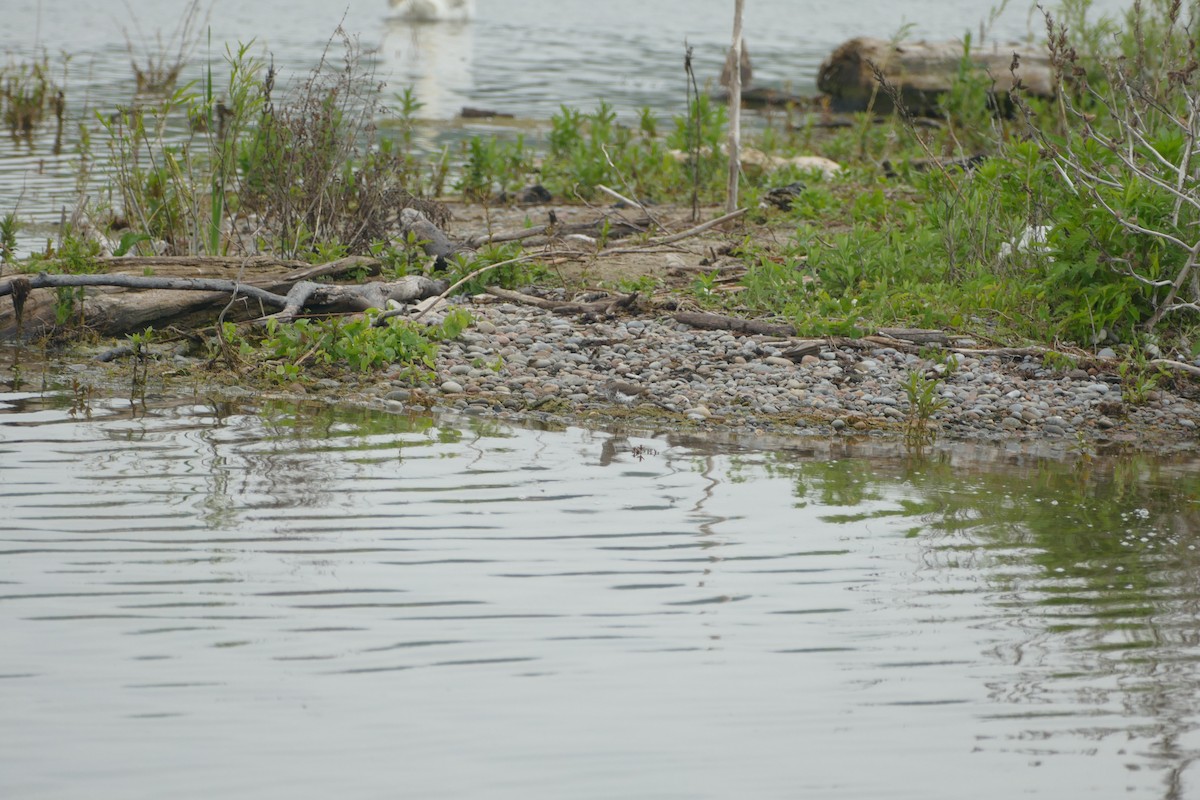 Spotted Sandpiper - Jason Zhang