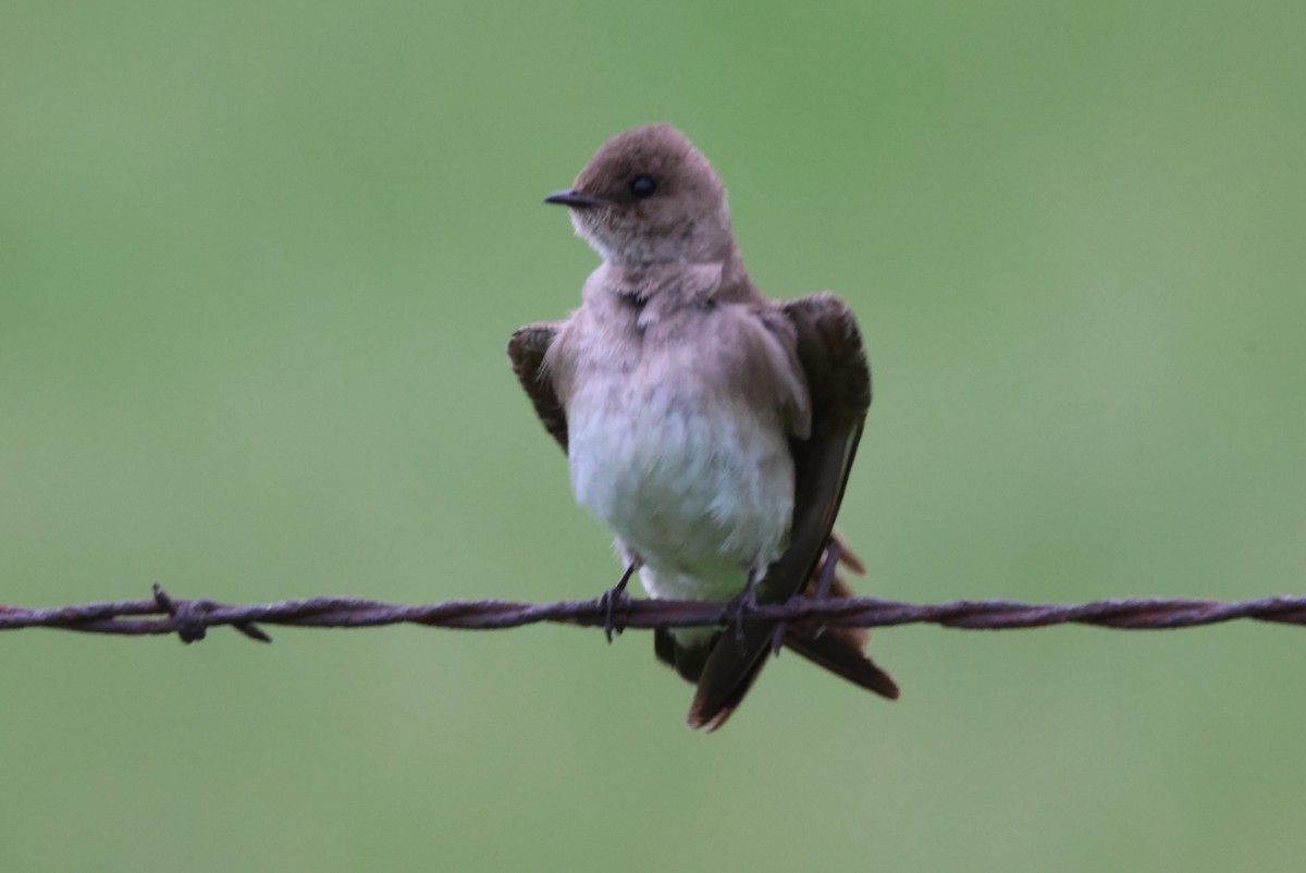 Northern Rough-winged Swallow - Pete Fenner